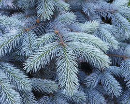 Blue Spruce