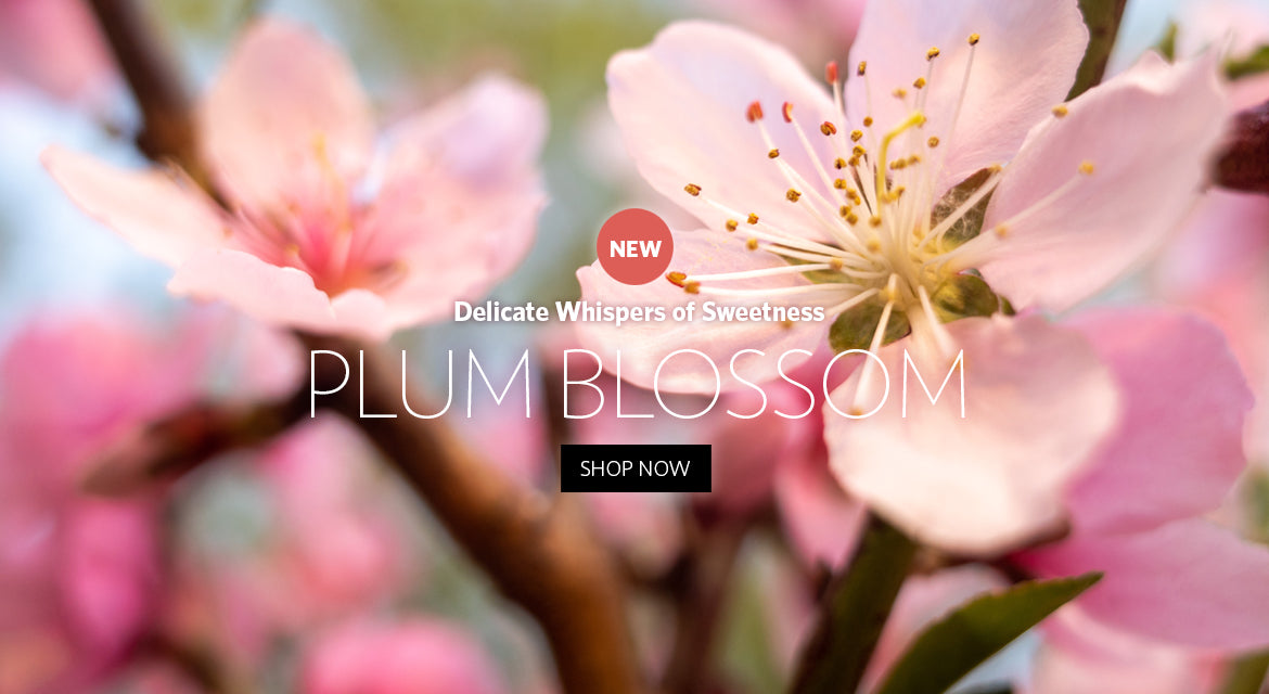 Agraria's New Fragrance: Plum Blossom