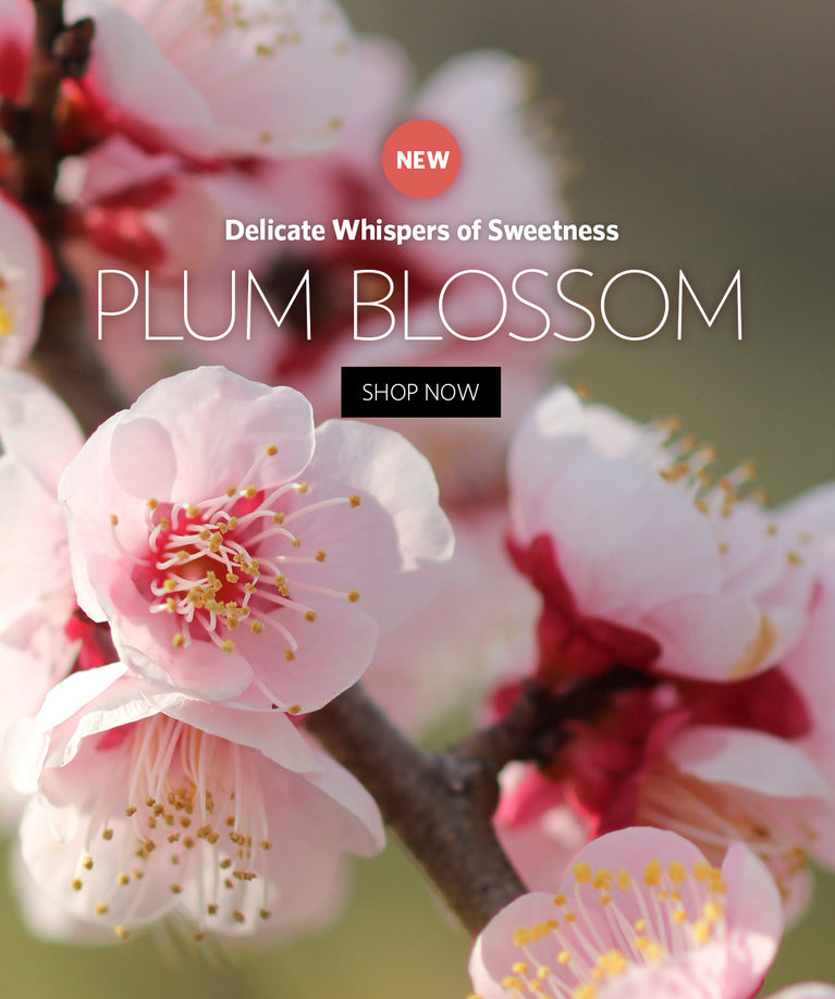 Agraria's New Fragrance: Plum Blossom