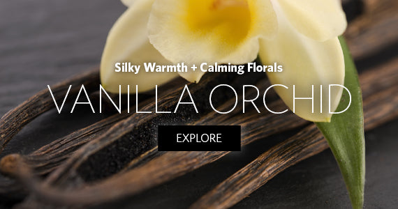 Vanilla Orchid
