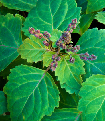 Agraria's New Fragrance Pink Peppercorn