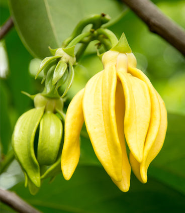 Agraria's New Fragrance: Teakwood