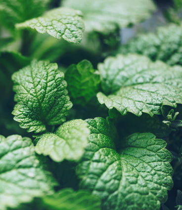 Agraria's New Fragrance Vanilla Orchid